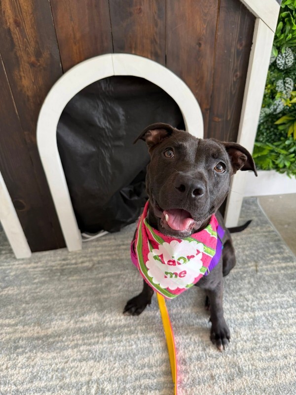 View Noodle the Dog Photo #12