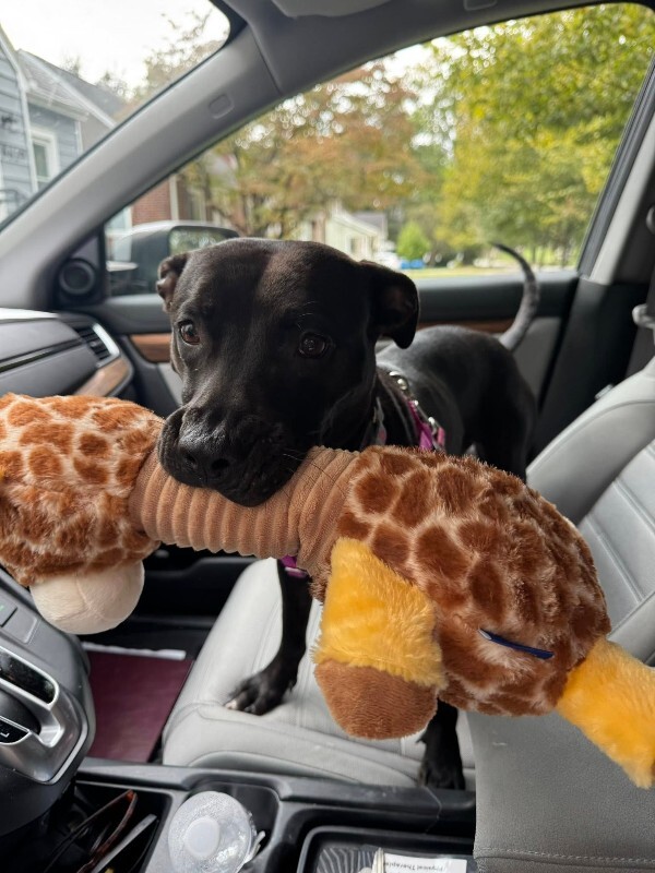 View Noodle the Dog Photo #13