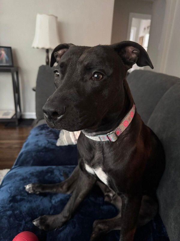 View Noodle the Dog Photo #7