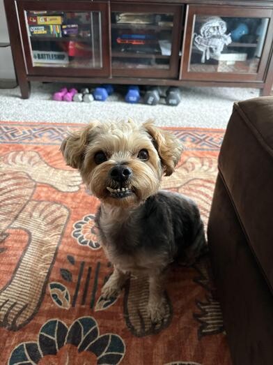 Buddy