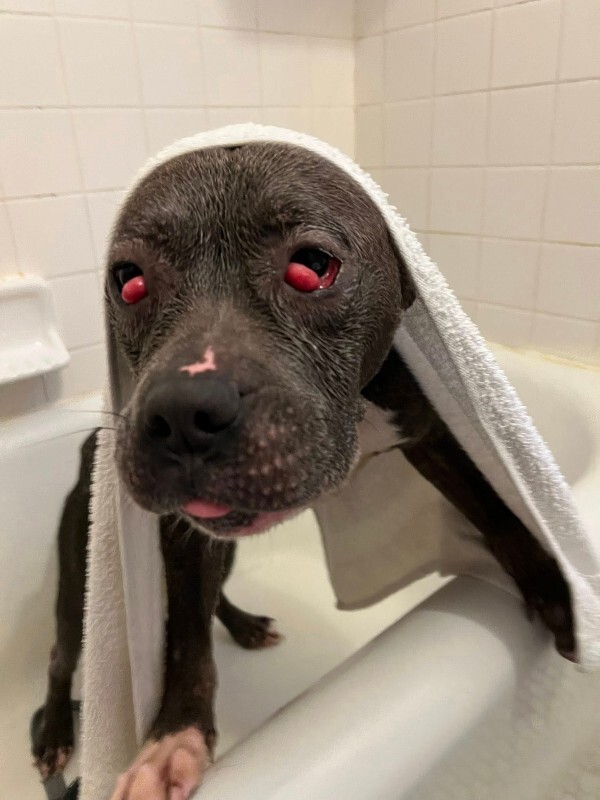 View Cayda Bug the Dog Photo #6