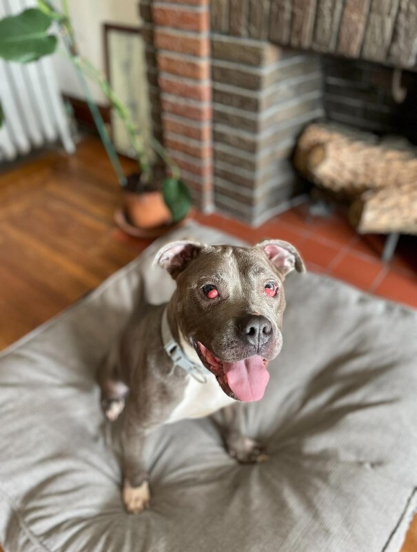 View Cayda Bug the Dog Photo #3