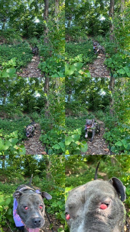 View Cayda Bug the Dog Photo #11