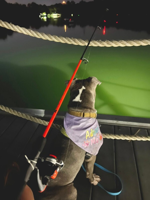 View Cayda Bug the Dog Photo #5