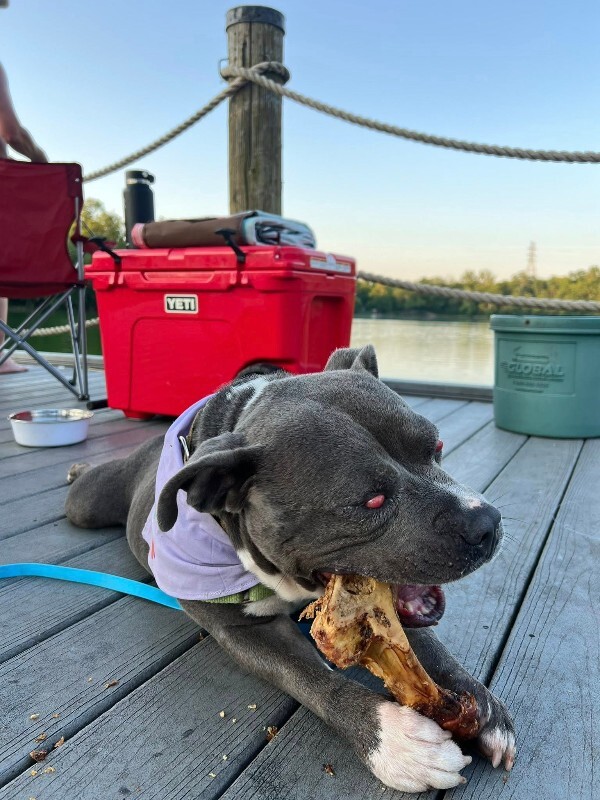 View Cayda Bug the Dog Photo #8