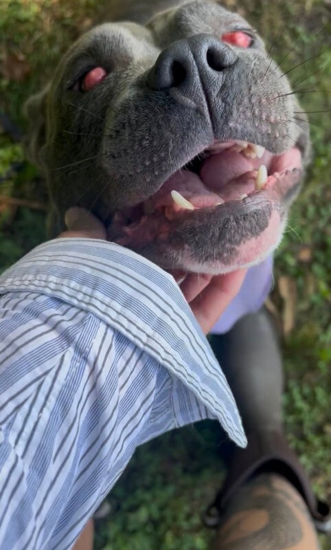 View Cayda Bug the Dog Photo #7