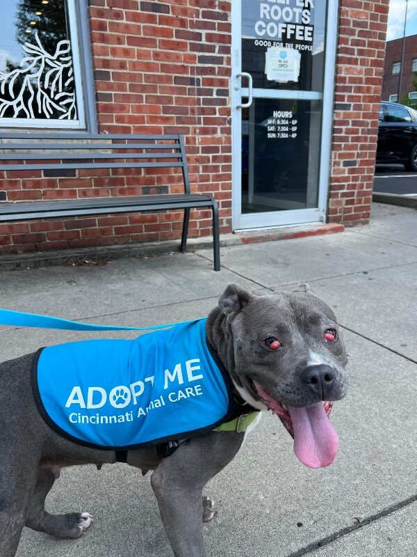 View Cayda Bug the Dog Photo #9