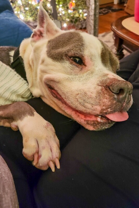 View Promise the Dog Photo #5