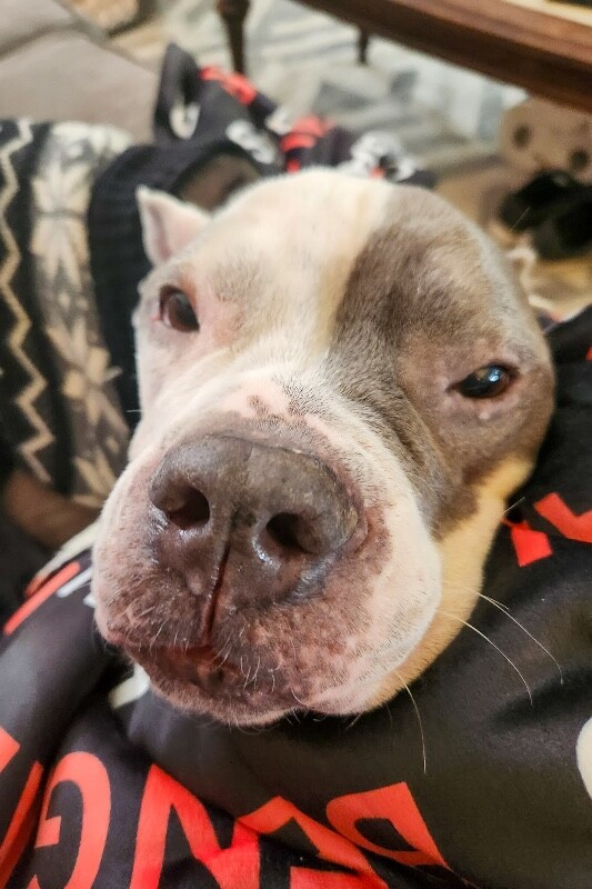 View Promise the Dog Photo #4