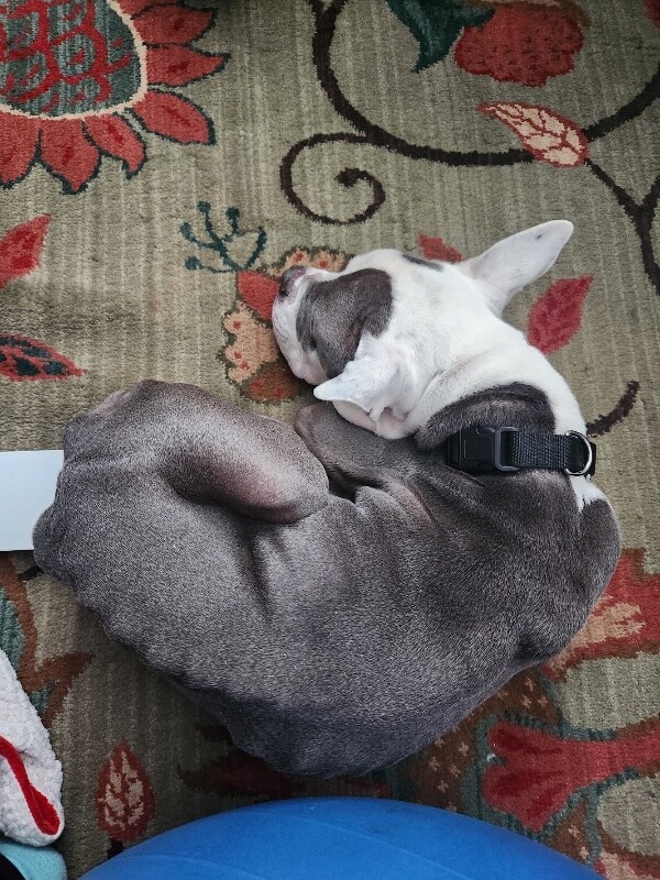 View Promise the Dog Photo #8