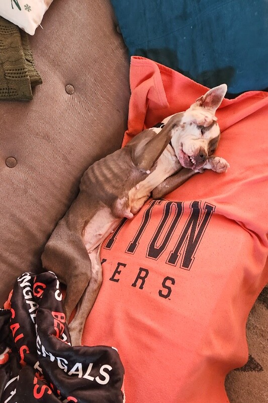 View Promise the Dog Photo #10