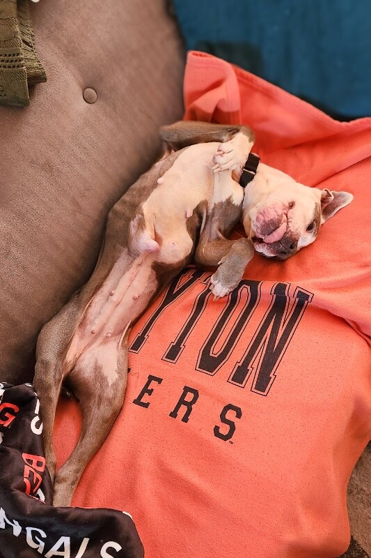 View Promise the Dog Photo #9