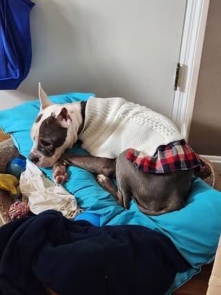 View Promise the Dog Photo #6