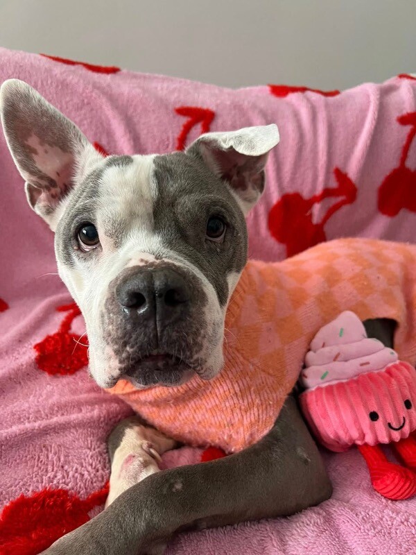 View Promise the Dog Photo #14