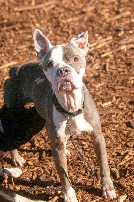 View Promise the Dog Photo #13