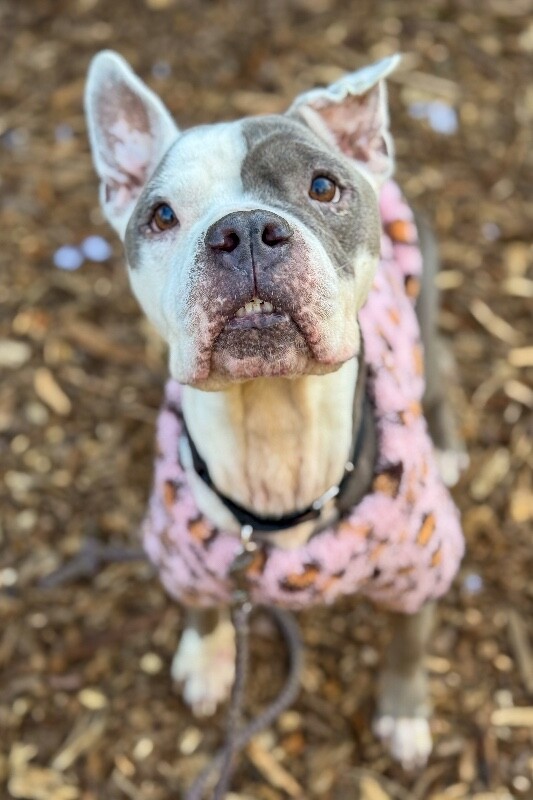 View Promise the Dog Photo #11