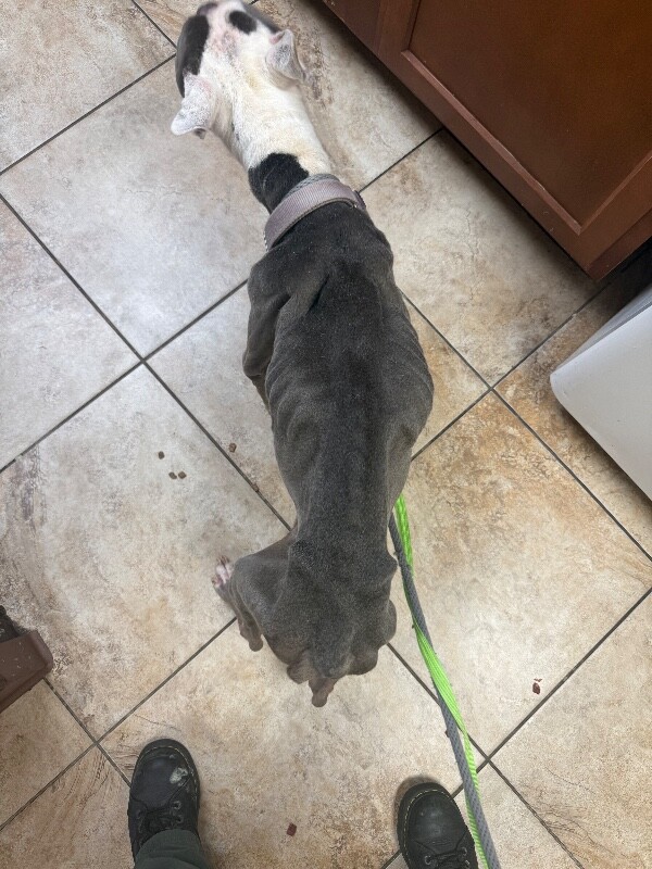 View Promise the Dog Photo #4