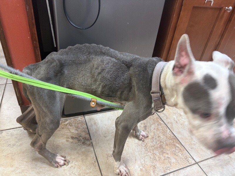 View Promise the Dog Photo #3