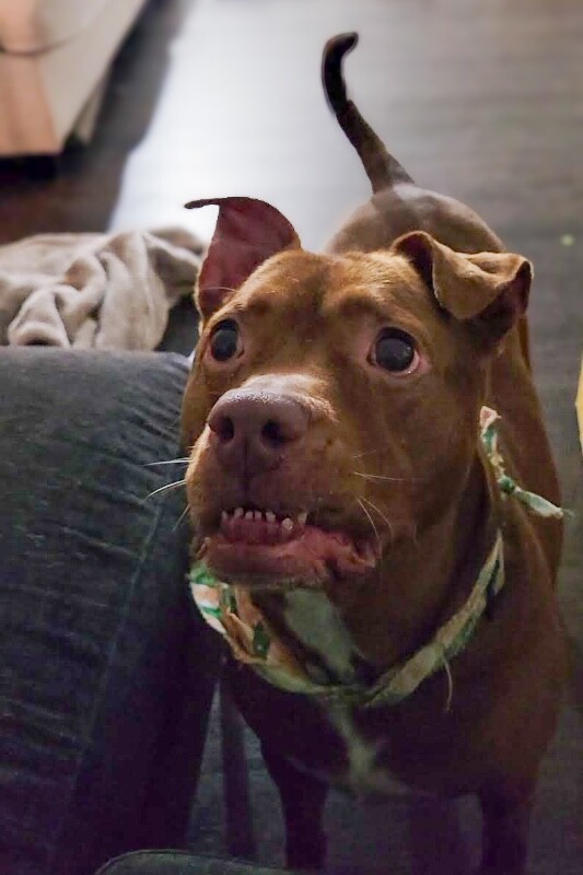 View Fawn the Dog Photo #16