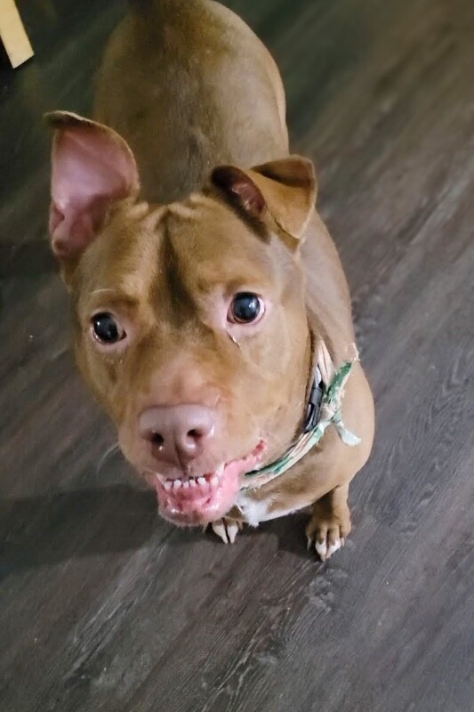 View Fawn the Dog Photo #17