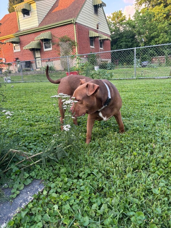 View Fawn the Dog Photo #14