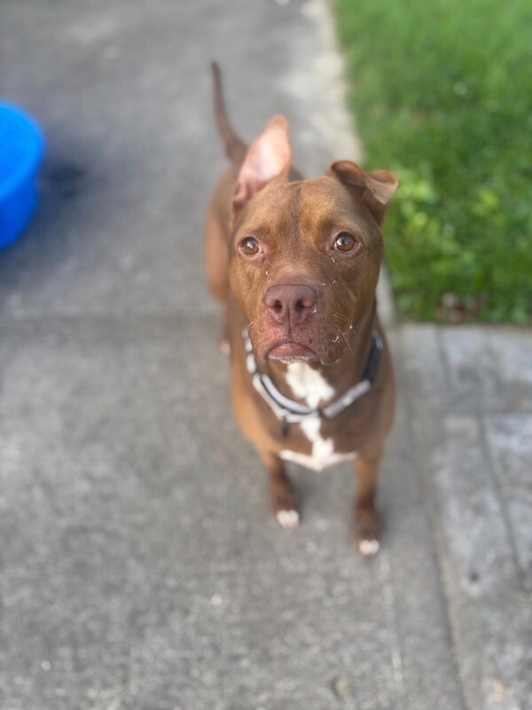 View Fawn the Dog Photo #9