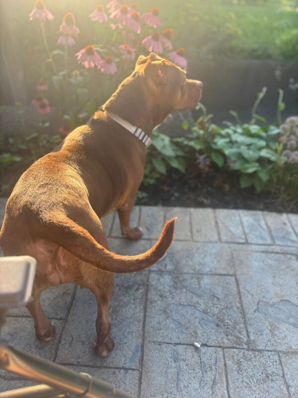 View Fawn the Dog Photo #10