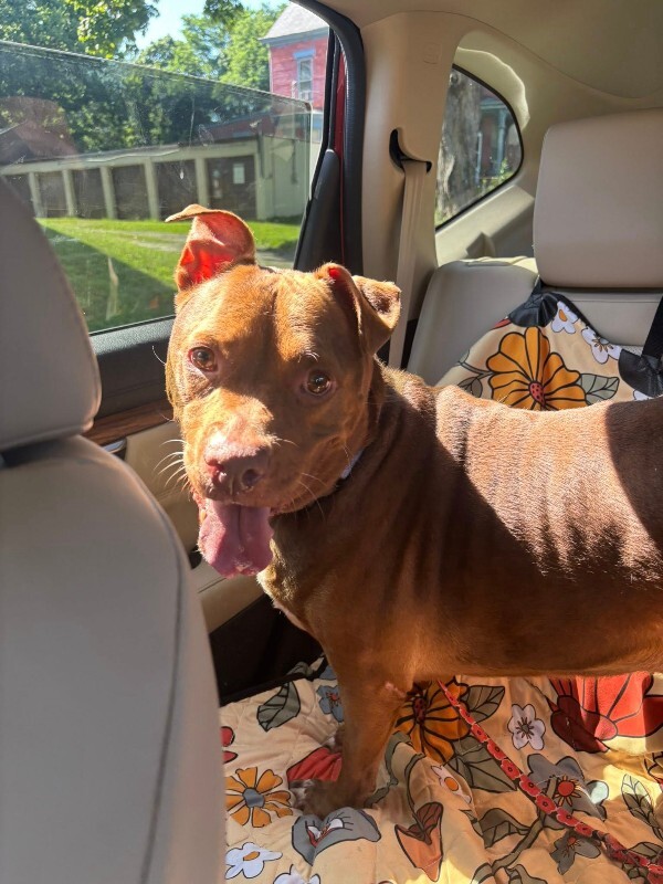 View Fawn the Dog Photo #8