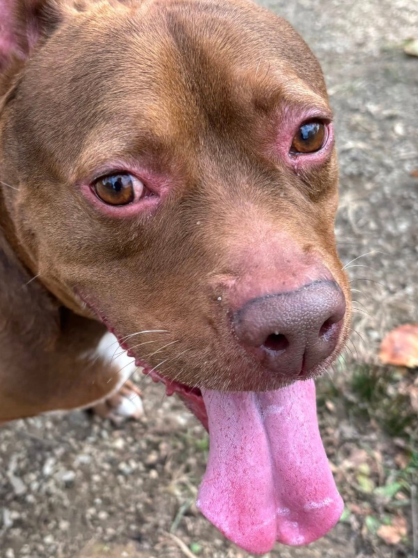 View Fawn the Dog Photo #13