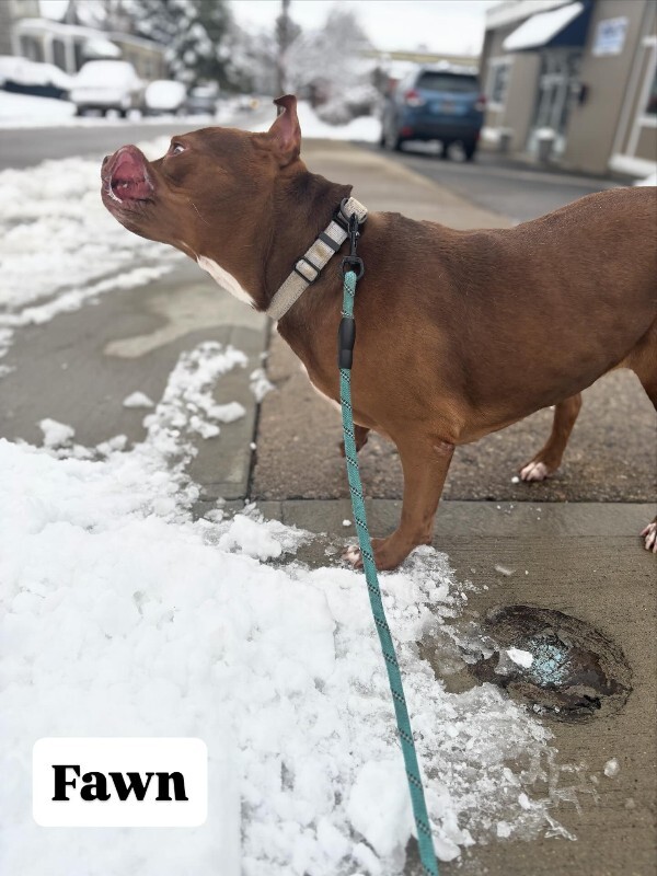 View Fawn the Dog Photo #11