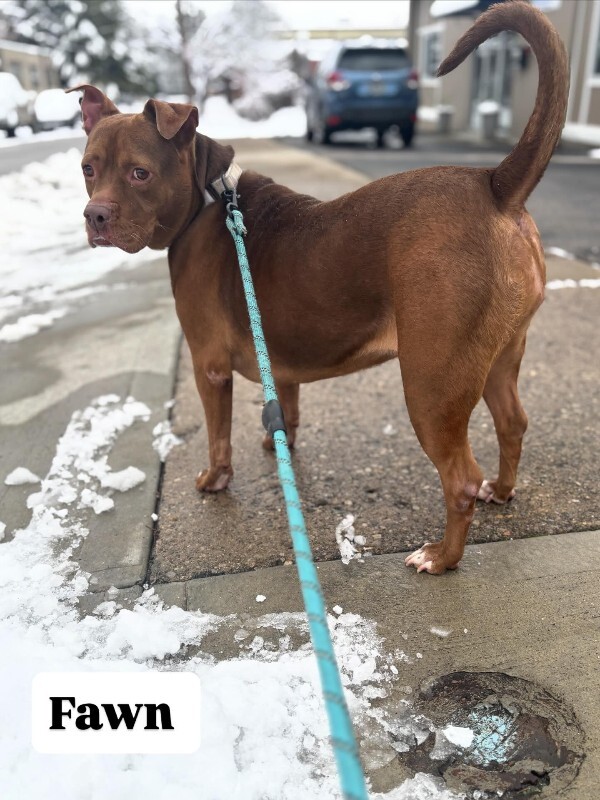 View Fawn the Dog Photo #6