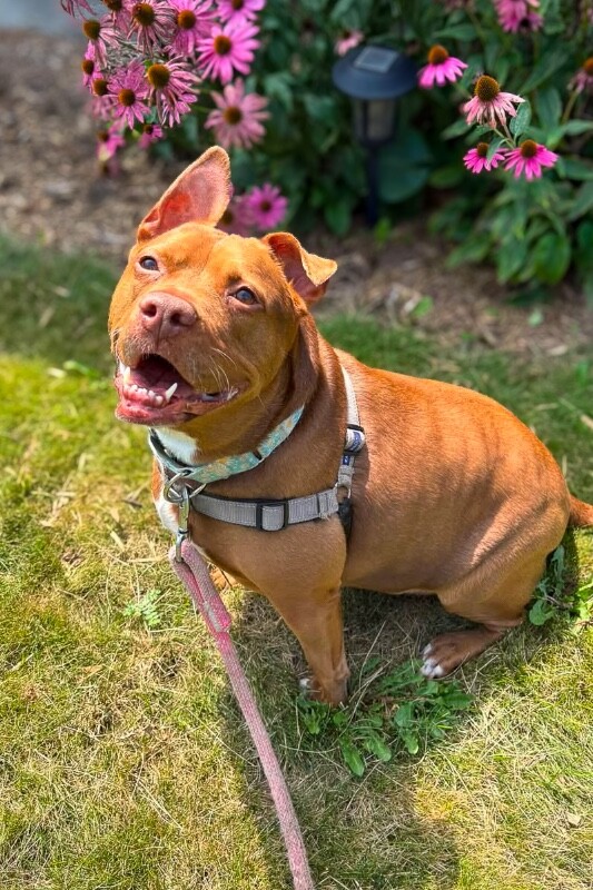 Learn More About Fawn Fawn