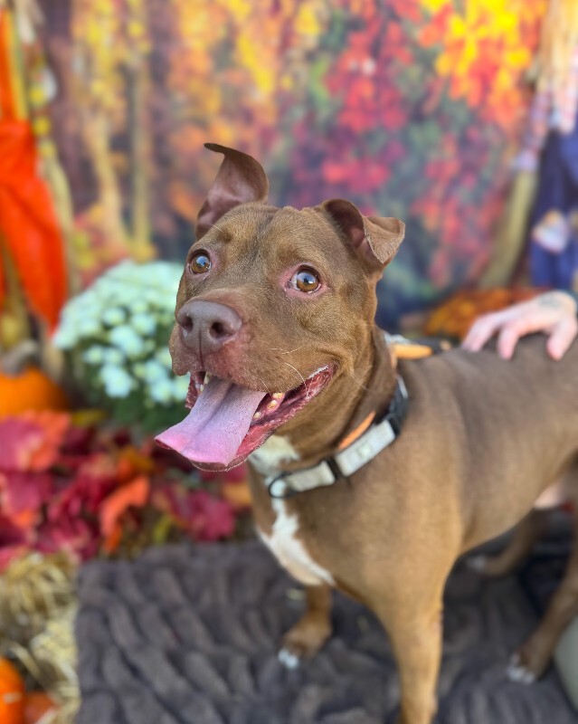 View Fawn the Dog Photo #4