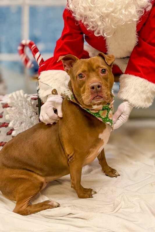 View Fawn the Dog Photo #3