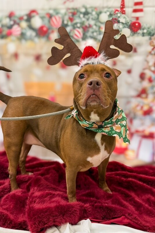 View Fawn the Dog Photo #2