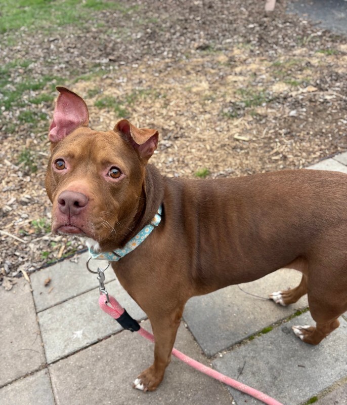 View Fawn the Dog Photo #2