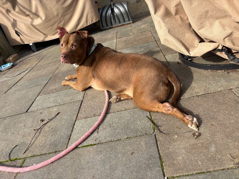 View Fawn the Dog Photo #3