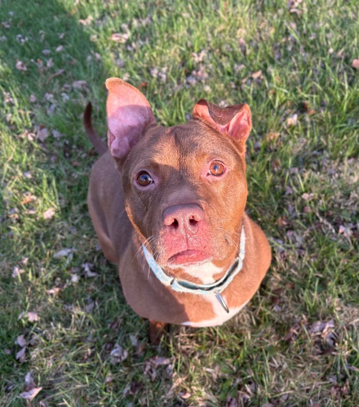 View Fawn the Dog Photo #15