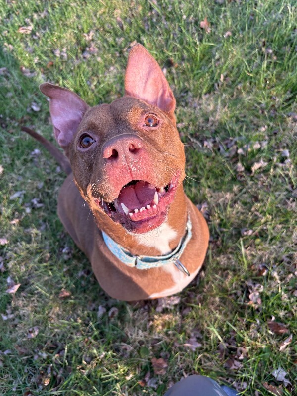 View Fawn the Dog Photo #6