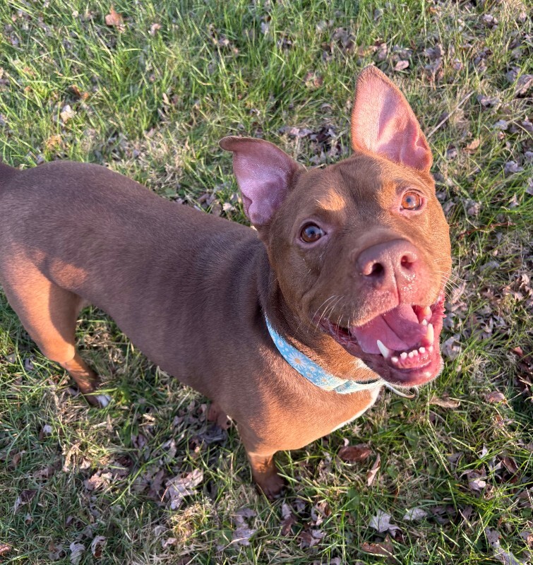 View Fawn the Dog Photo #4