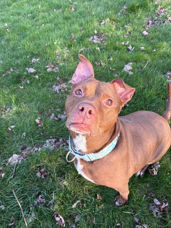 View Fawn the Dog Photo #16