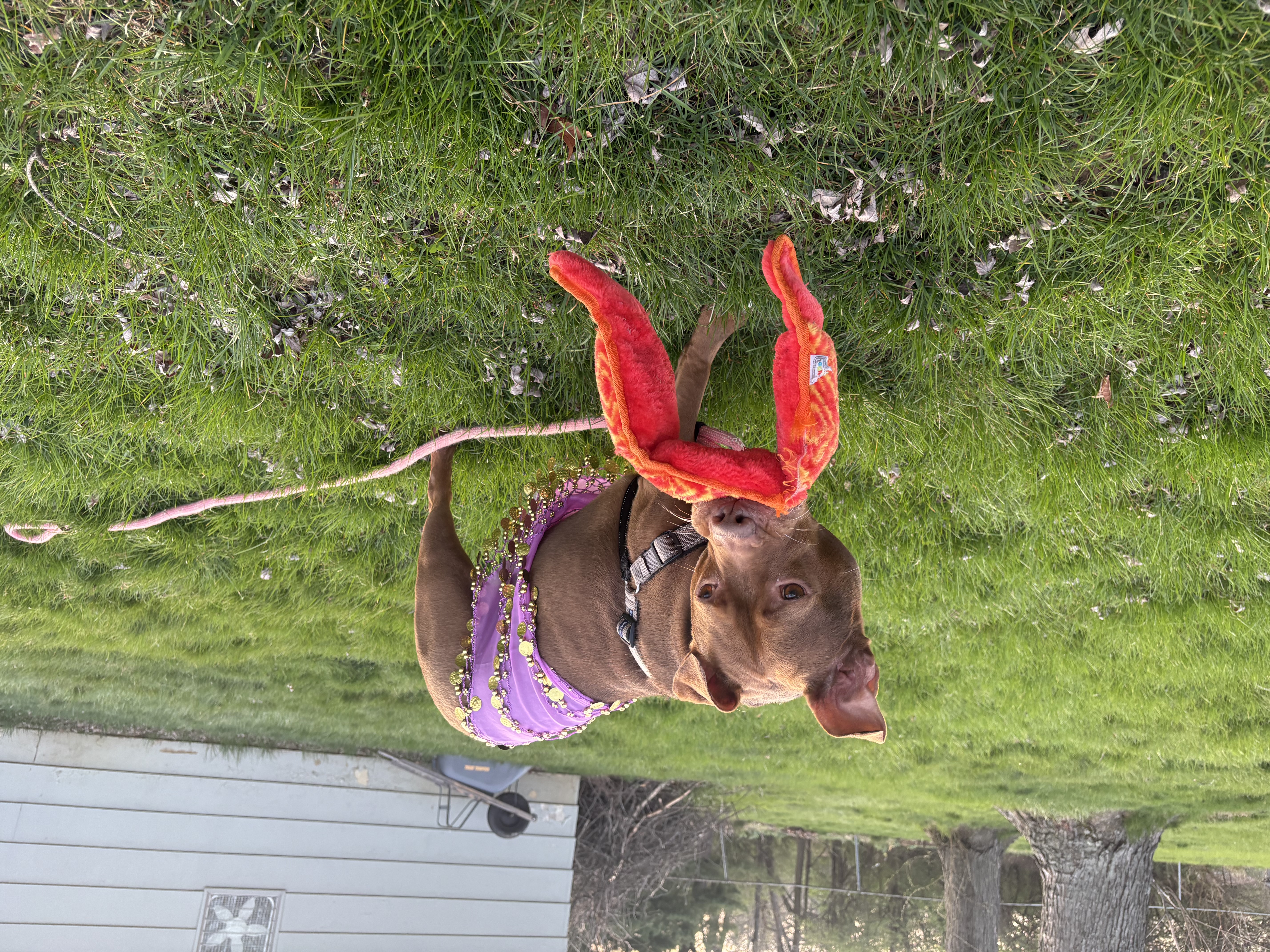 View Fawn the Dog Photo #8