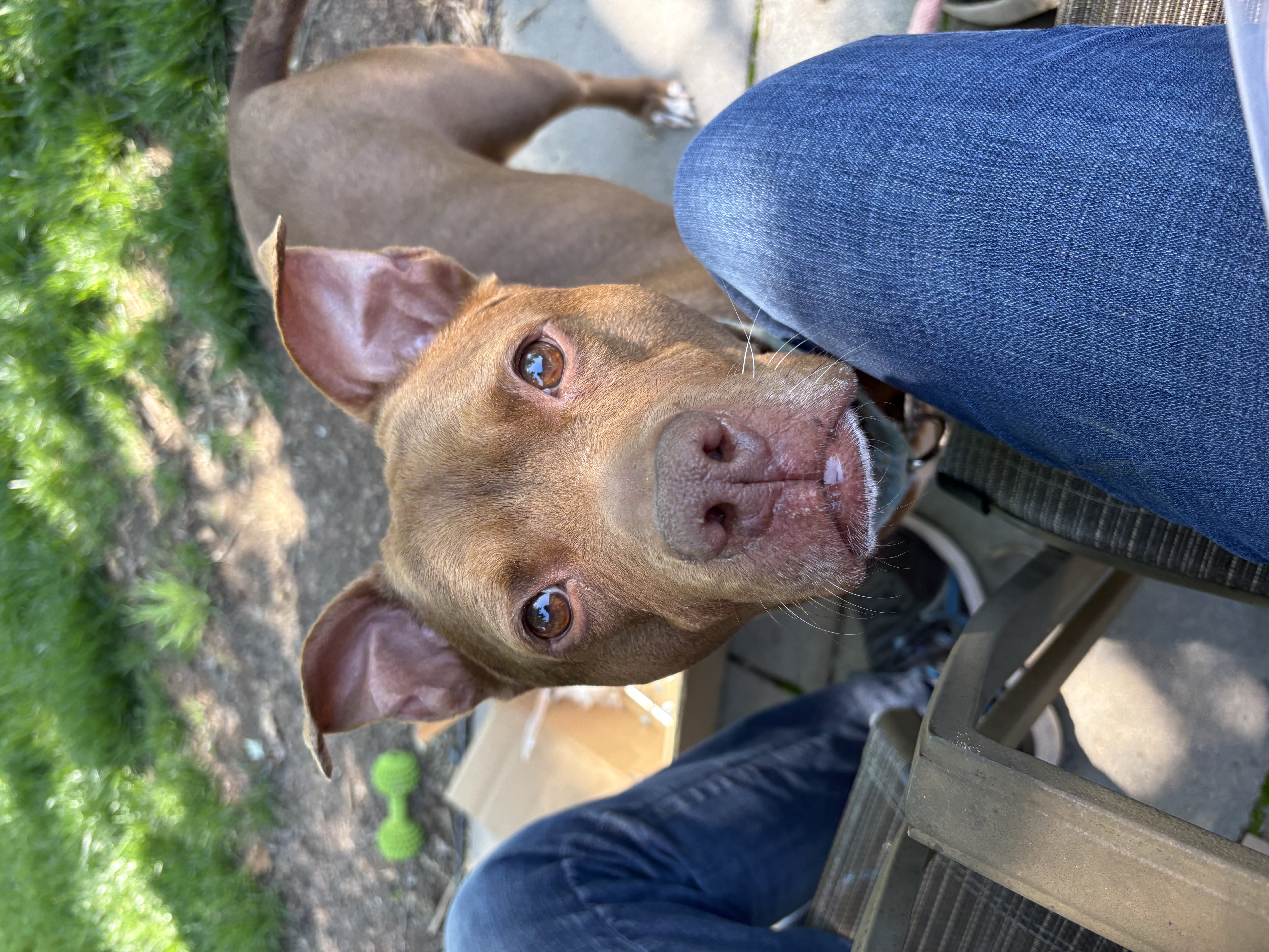 View Fawn the Dog Photo #11