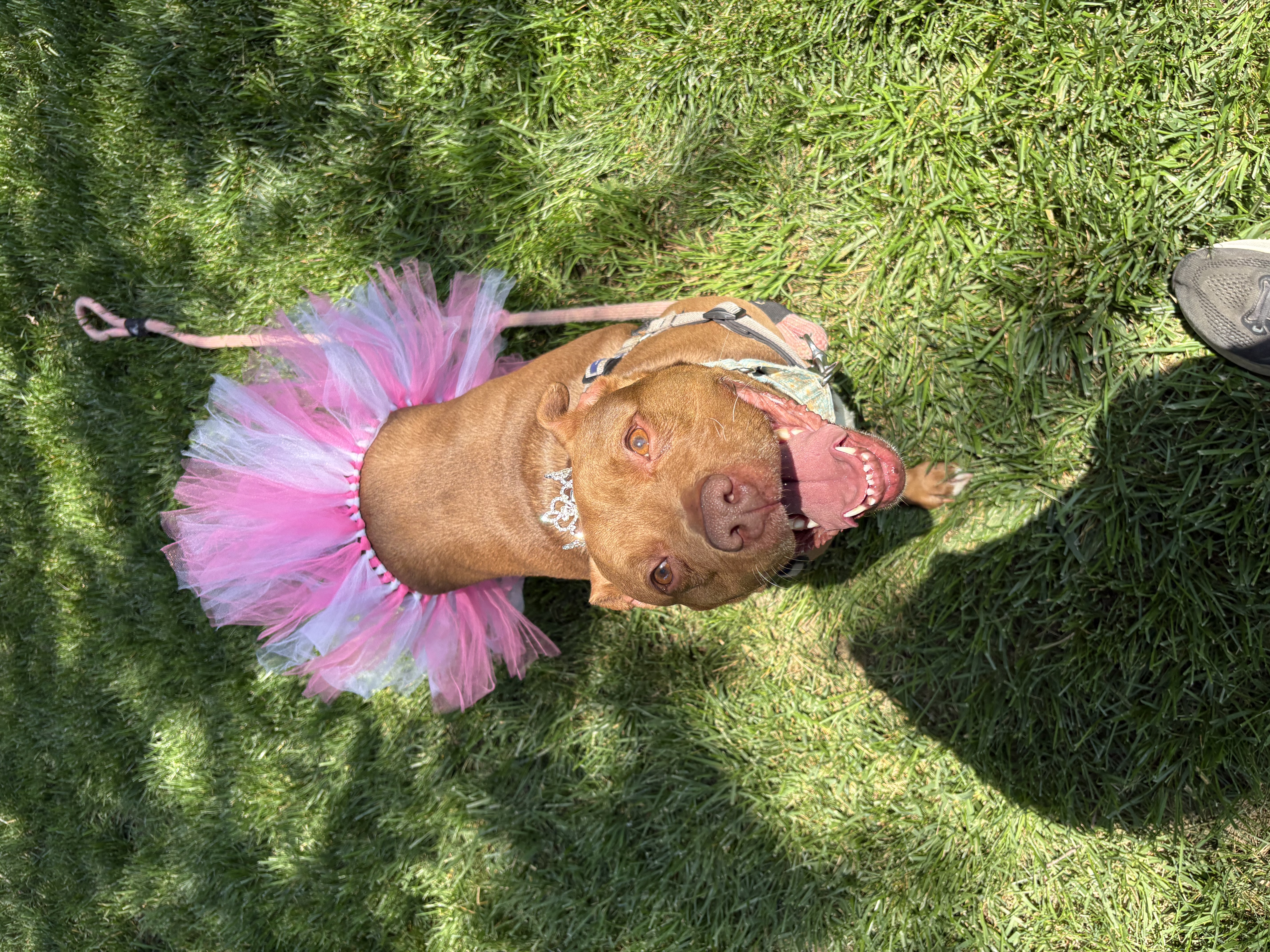 View Fawn the Dog Photo #6