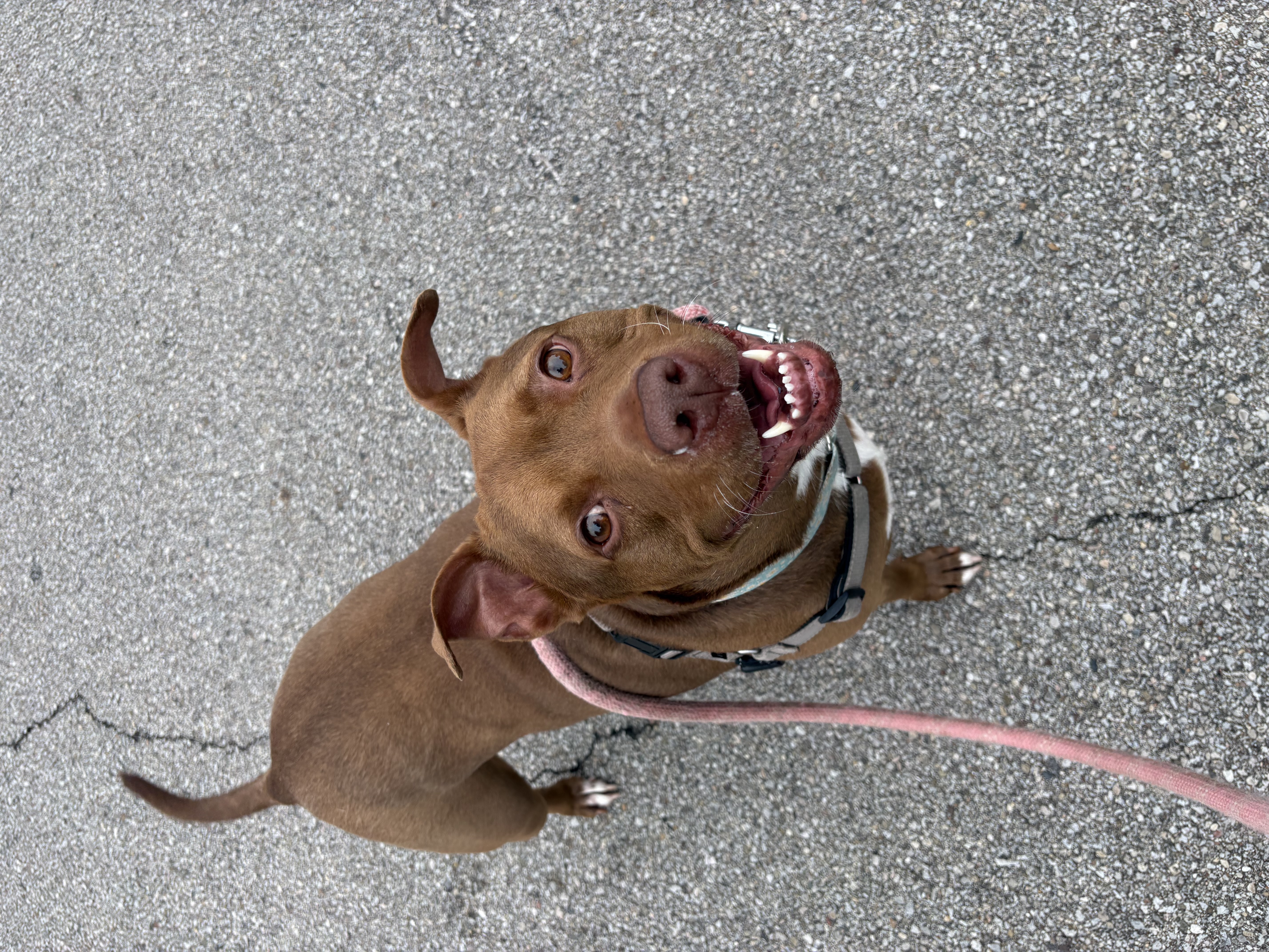 View Fawn the Dog Photo #21