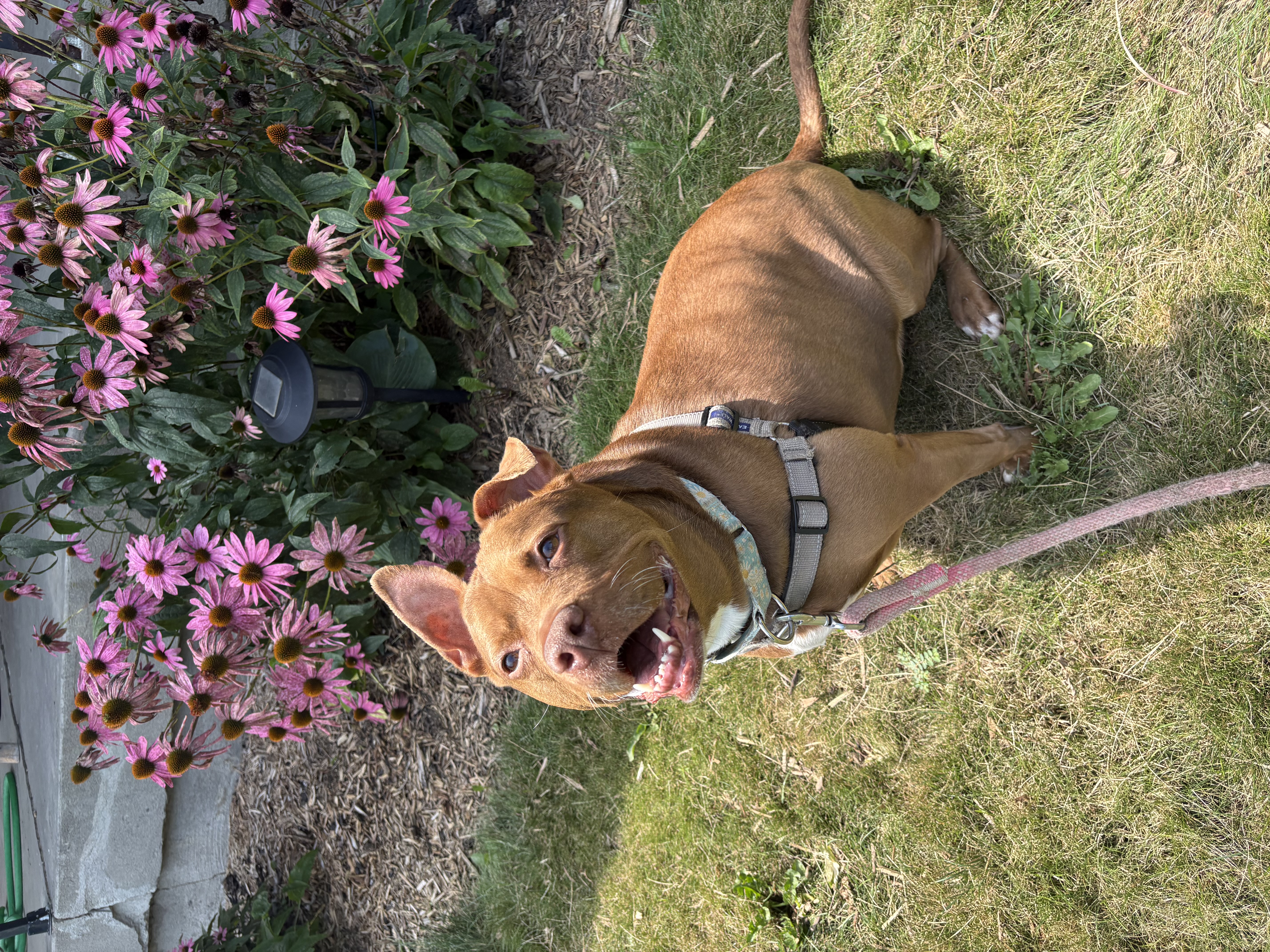 View Fawn the Dog Photo #14