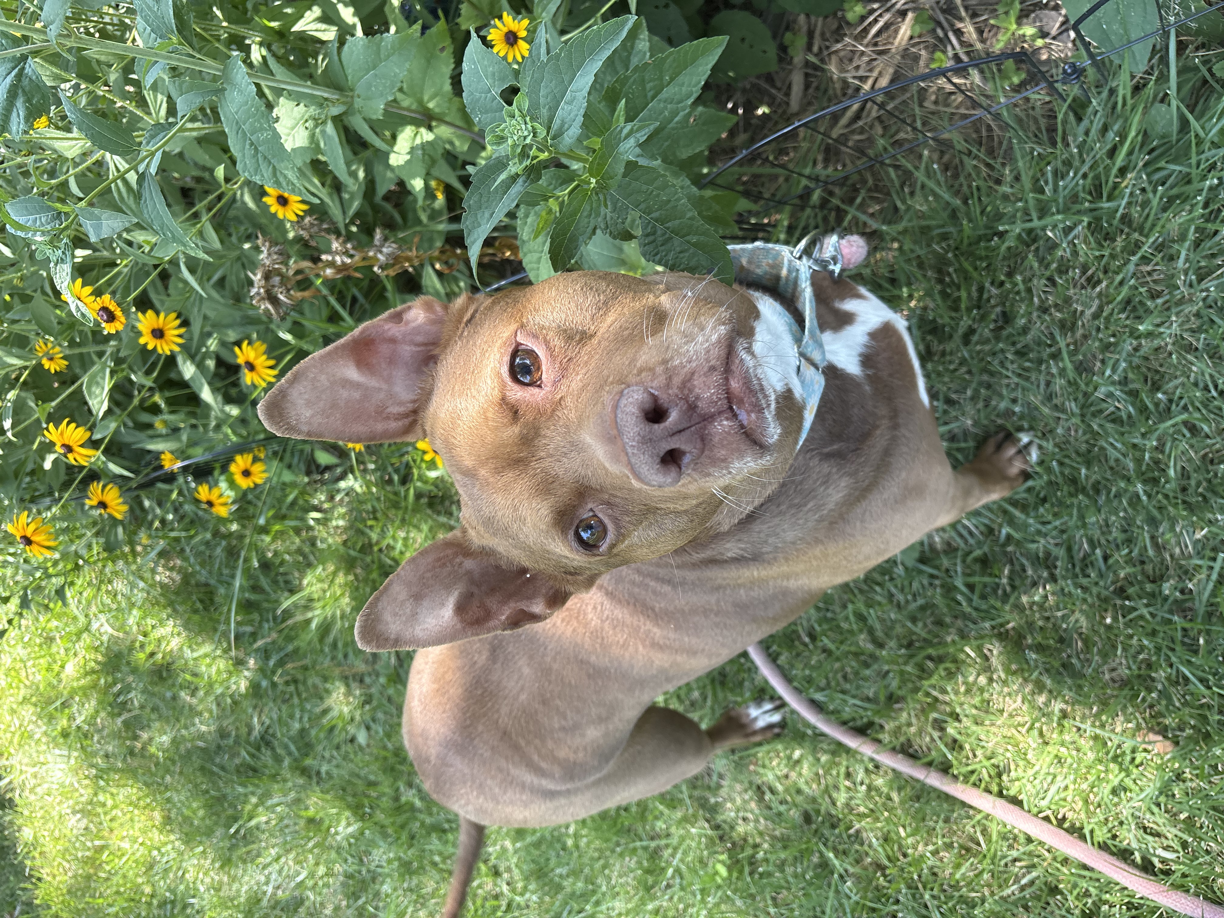 View Fawn the Dog Photo #16