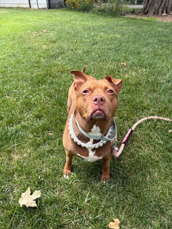 View Fawn the Dog Photo #4
