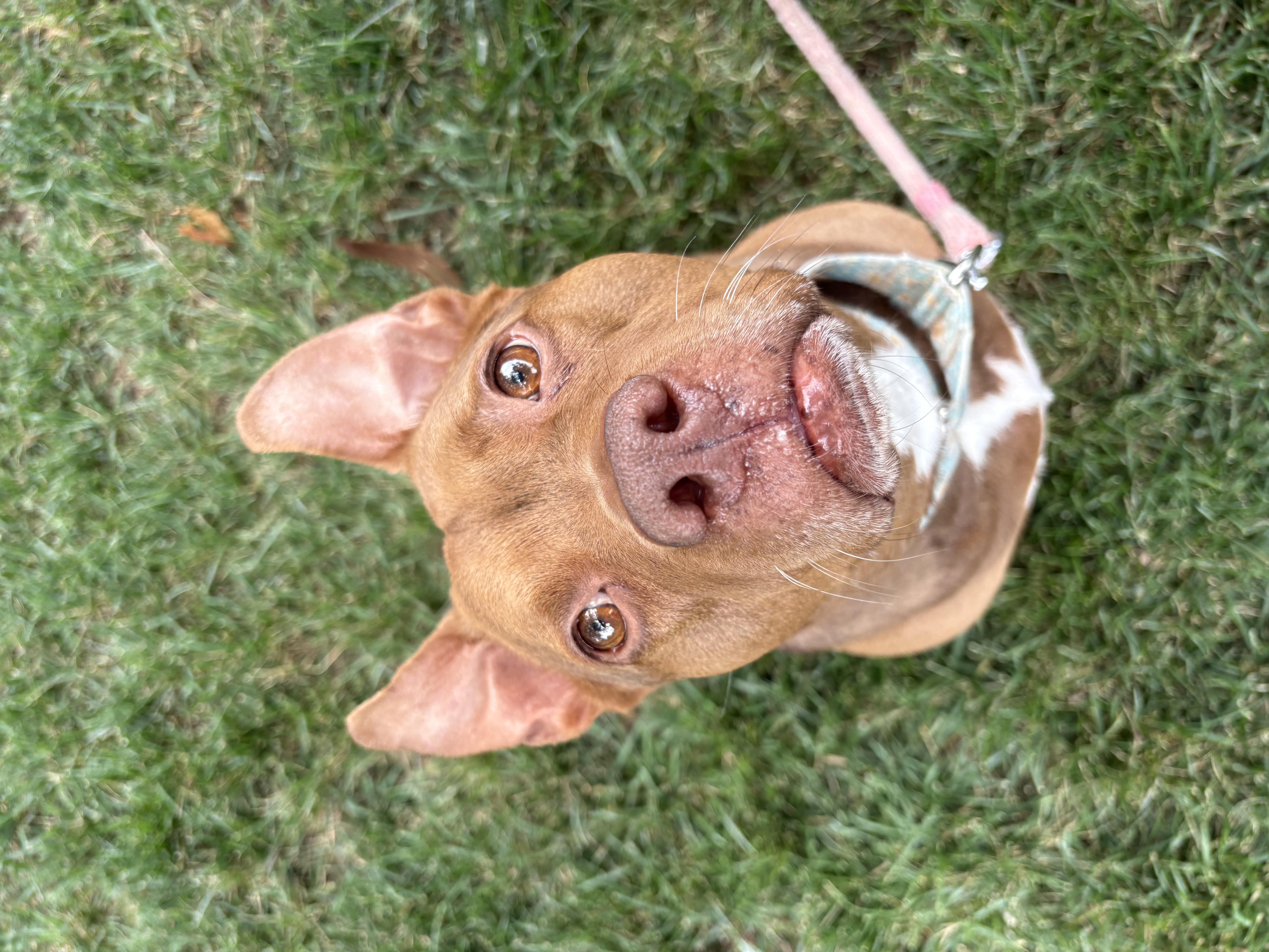 View Fawn the Dog Photo #20