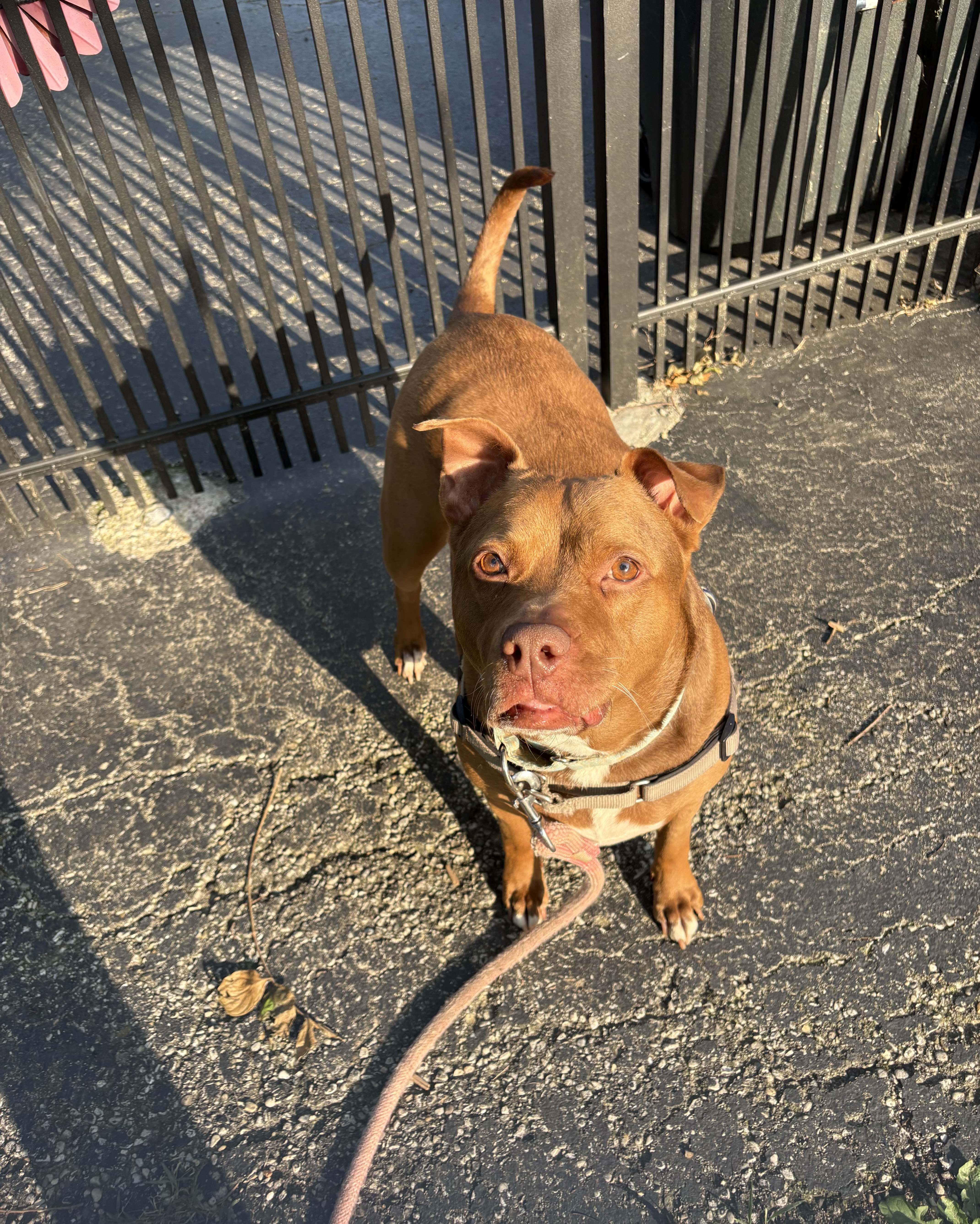 View Fawn the Dog Photo #18